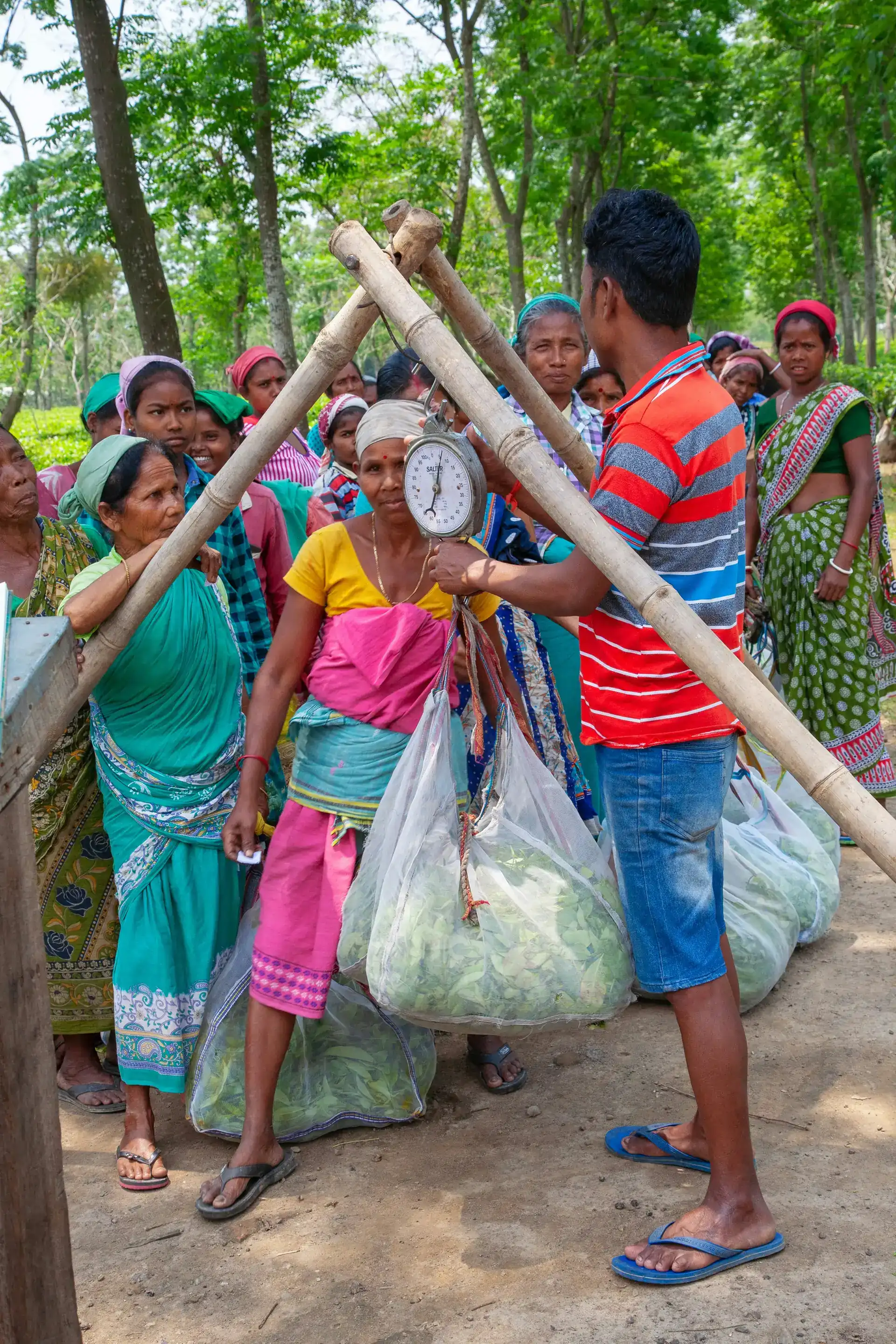Ramesh Singh: From Chemical to Organic - A Farmer's Transformation
